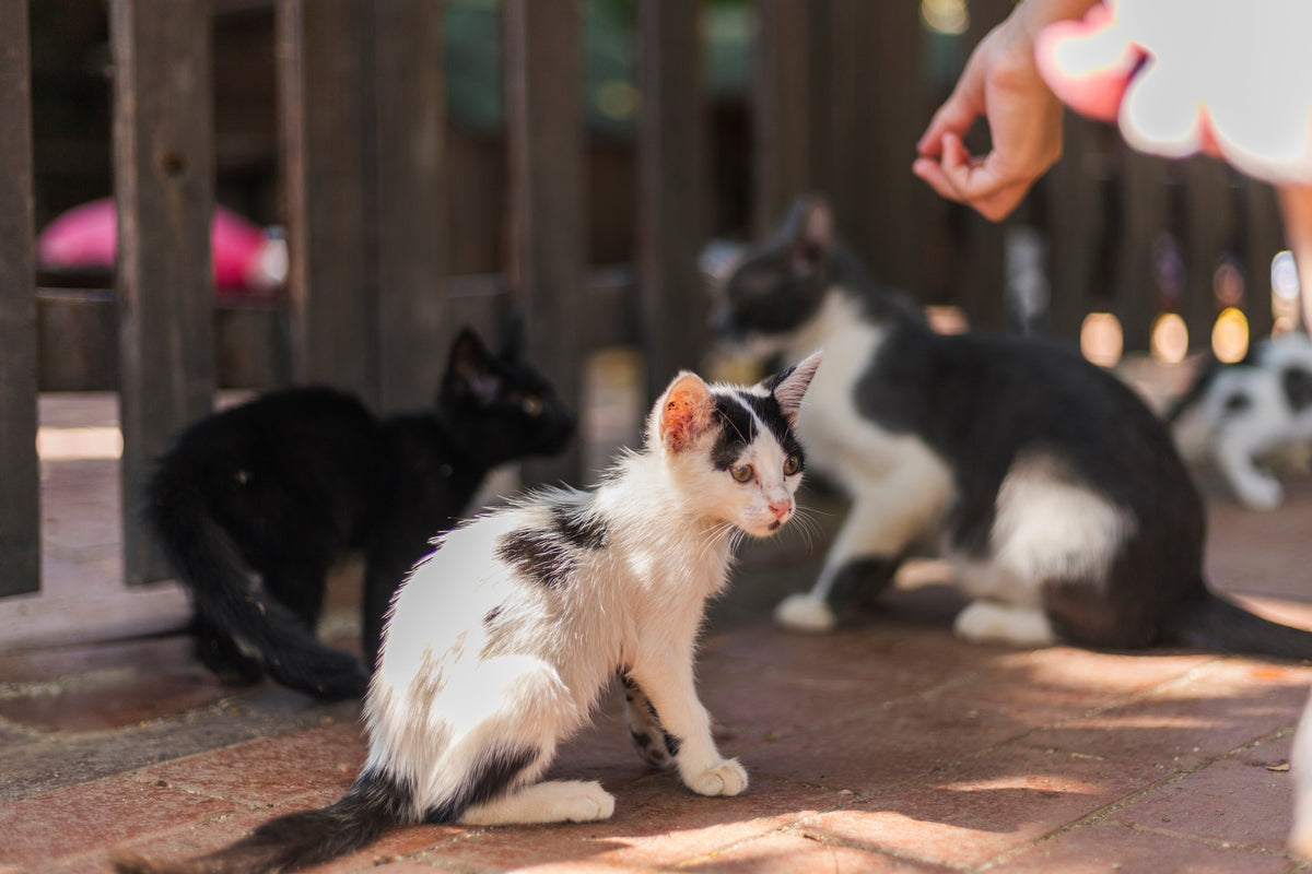 Small black-and-white kitten sitting near a person’s outstretched hand, with other cats behind it.