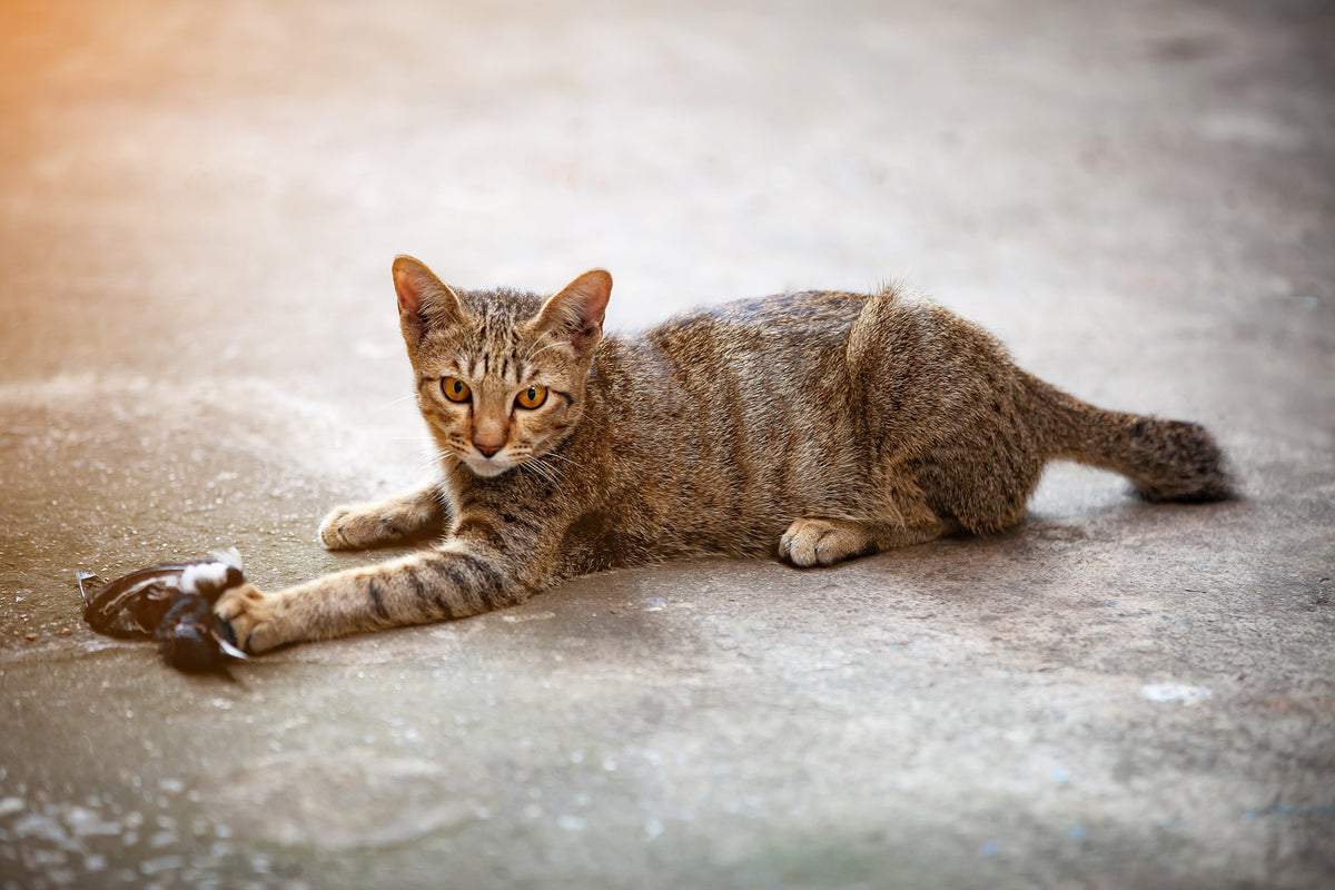 Tabby cat lying on paving with one front paw resting on a small bird.