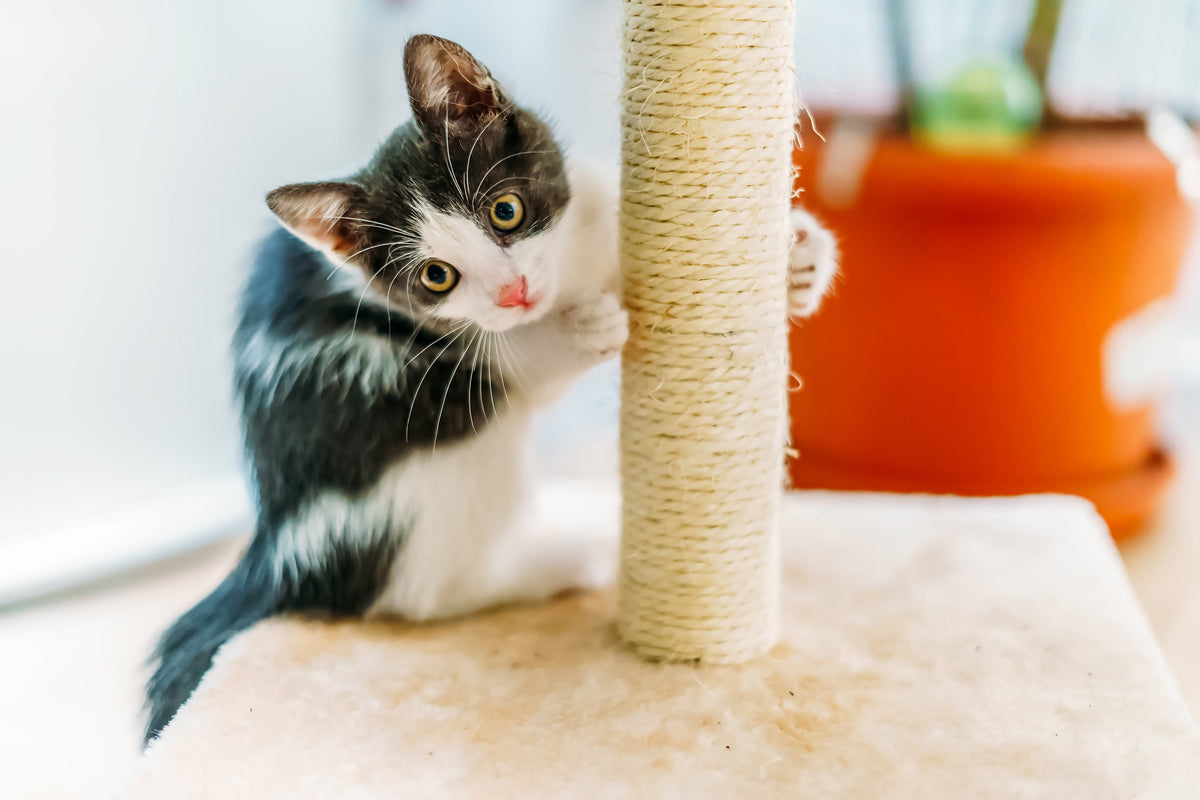Black-and-white kitten holding a sisal scratching post with its front paws.