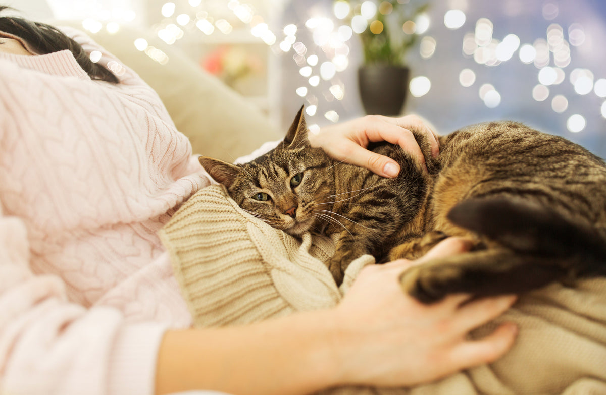 Tabby cat lying across a person’s lap while being stroked.