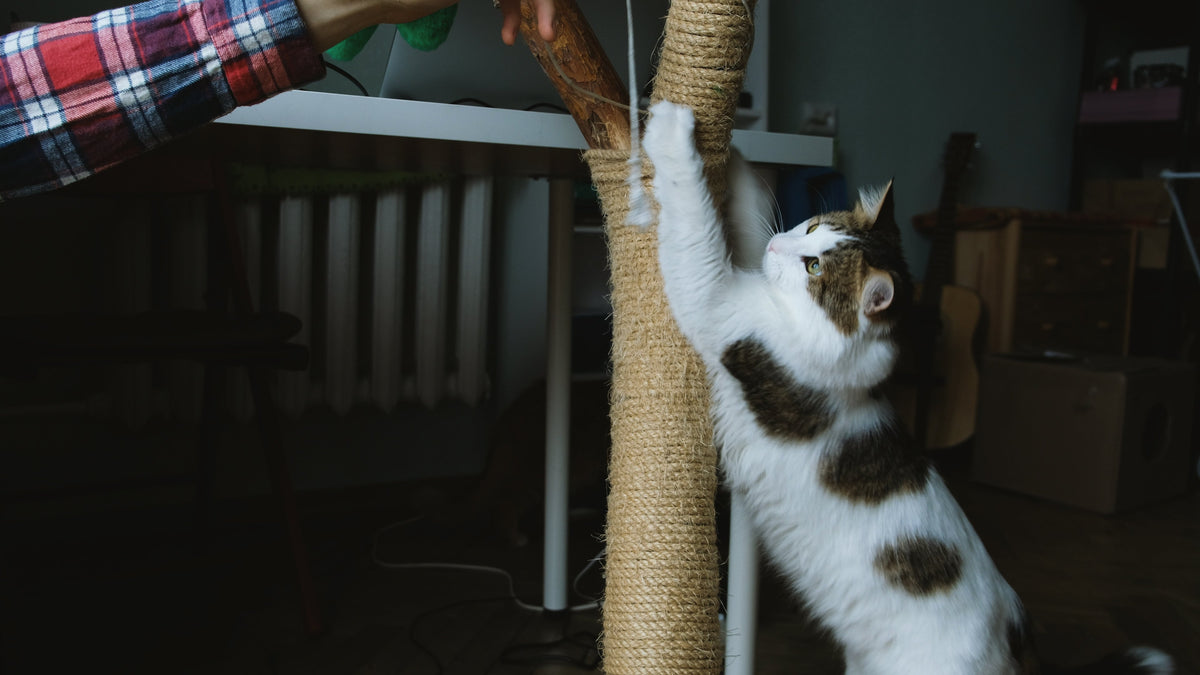 White and tabby cat stretching up a sisal scratching post toward a feather toy.