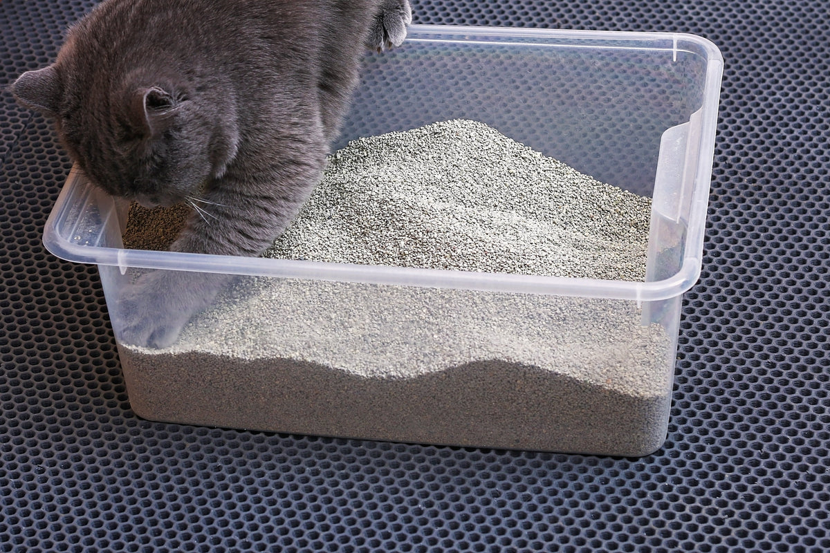 Grey cat digging in litter inside a clear plastic litter tray.
