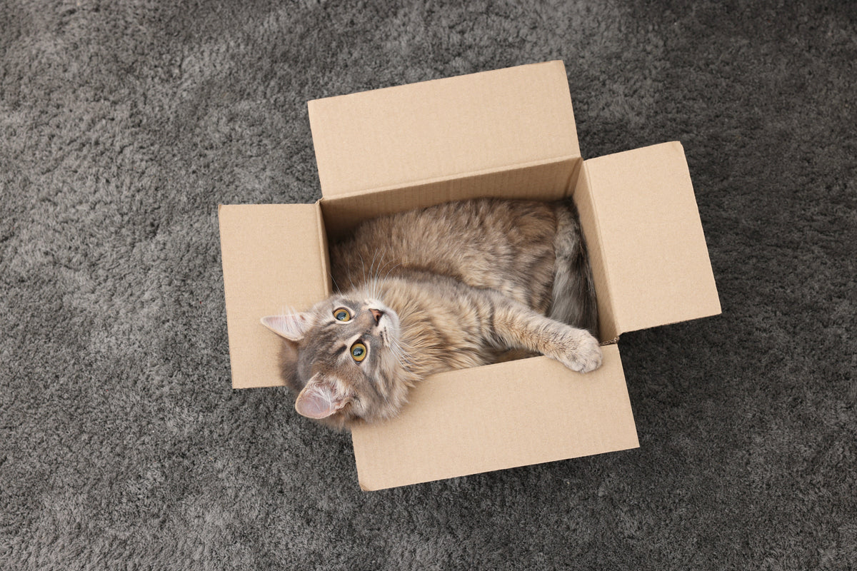 Long-haired tabby cat lying in an open cardboard box on a carpet.
