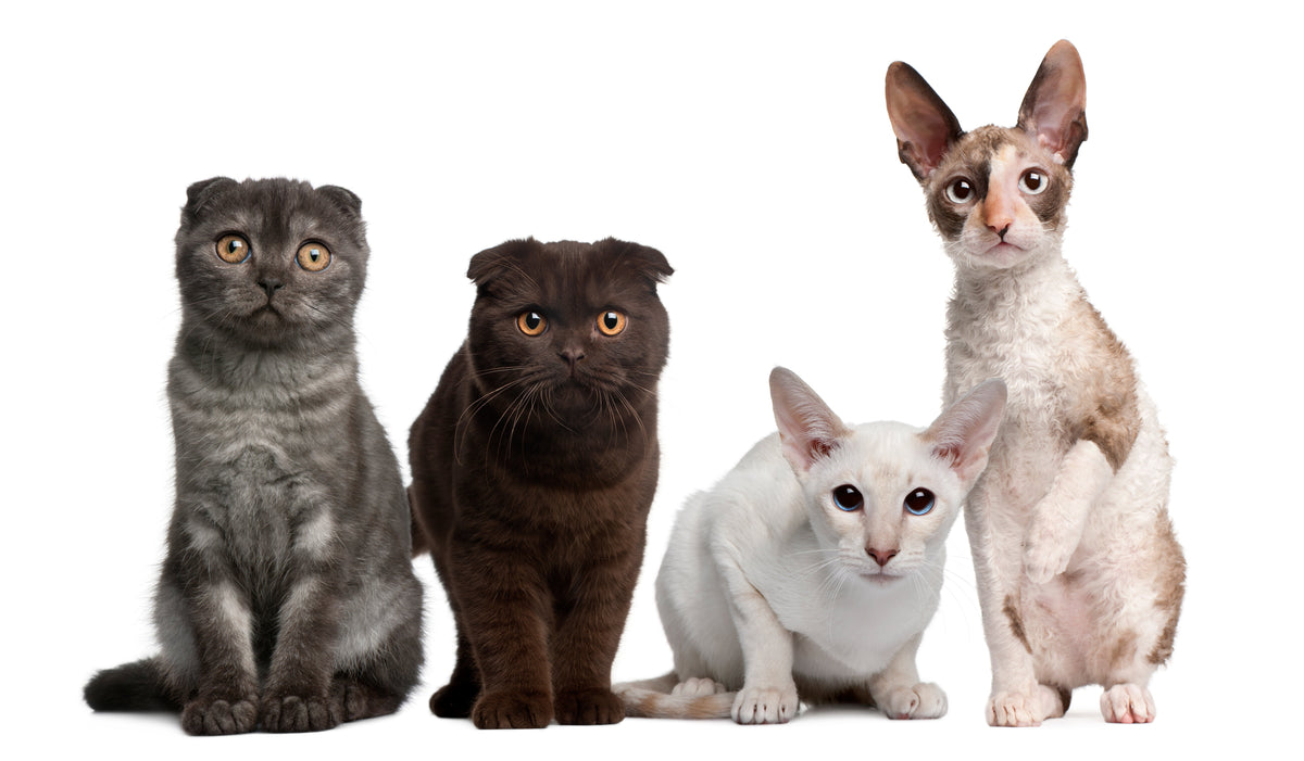 Four cats with different coat colours and ear shapes sitting together on a white background.