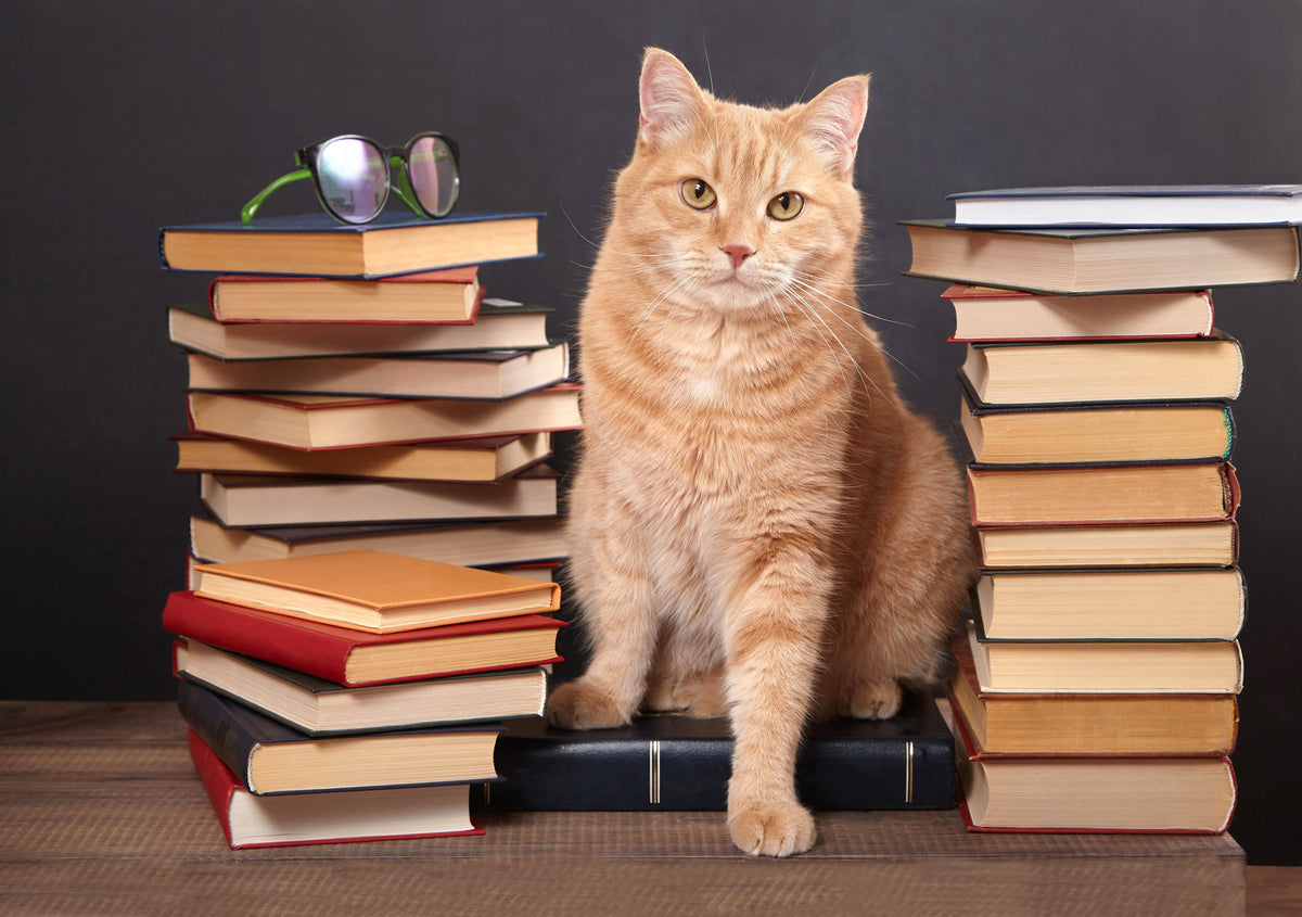 Ginger cat sitting between two stacks of books against a dark background.