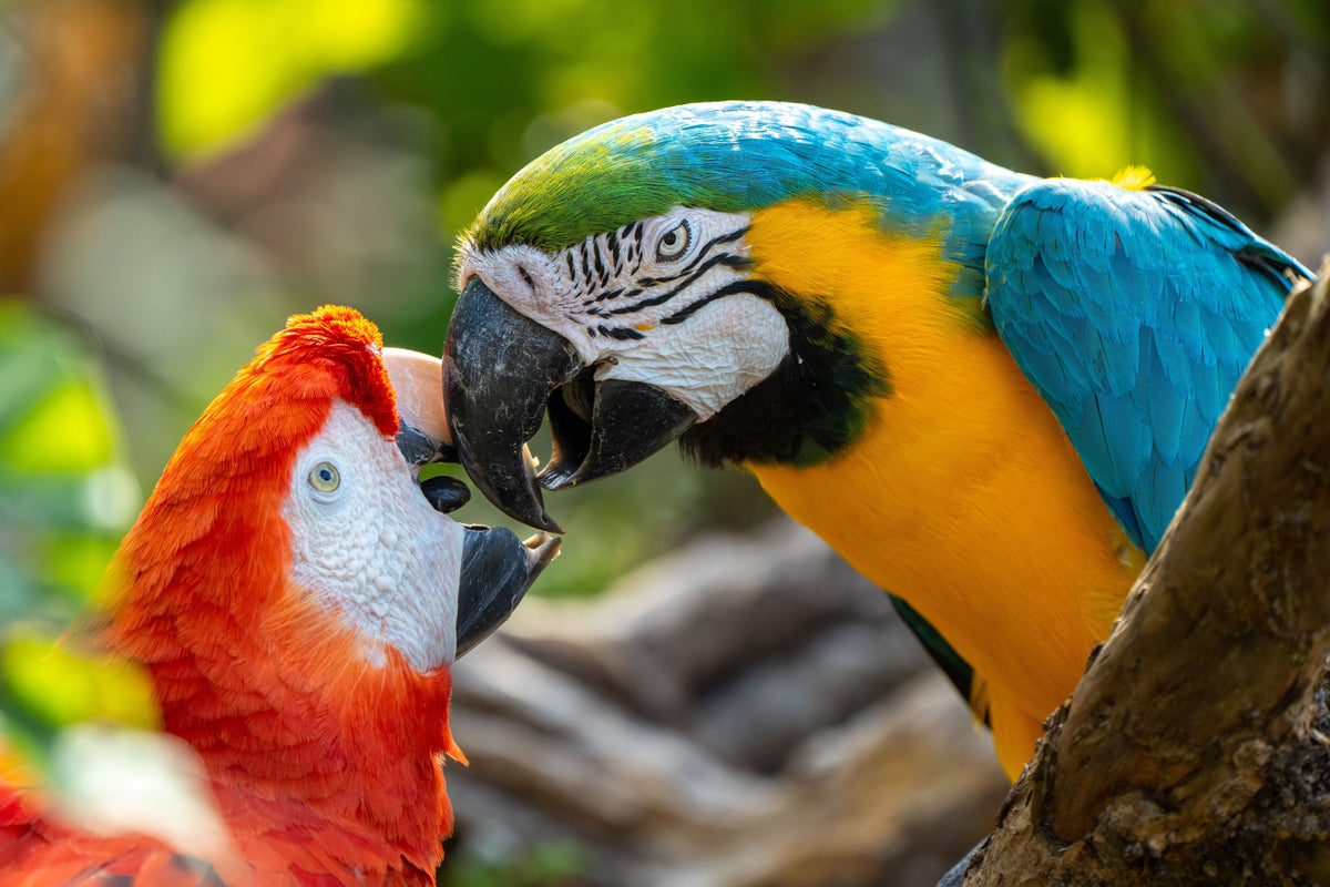 Blue and yellow macaw beside a red macaw on a branch