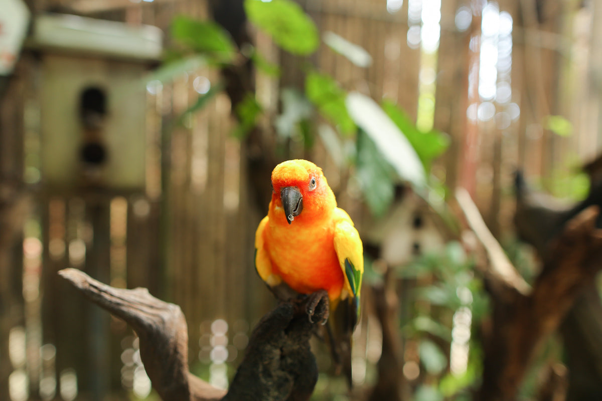 Orange and yellow parrot perched on a branch