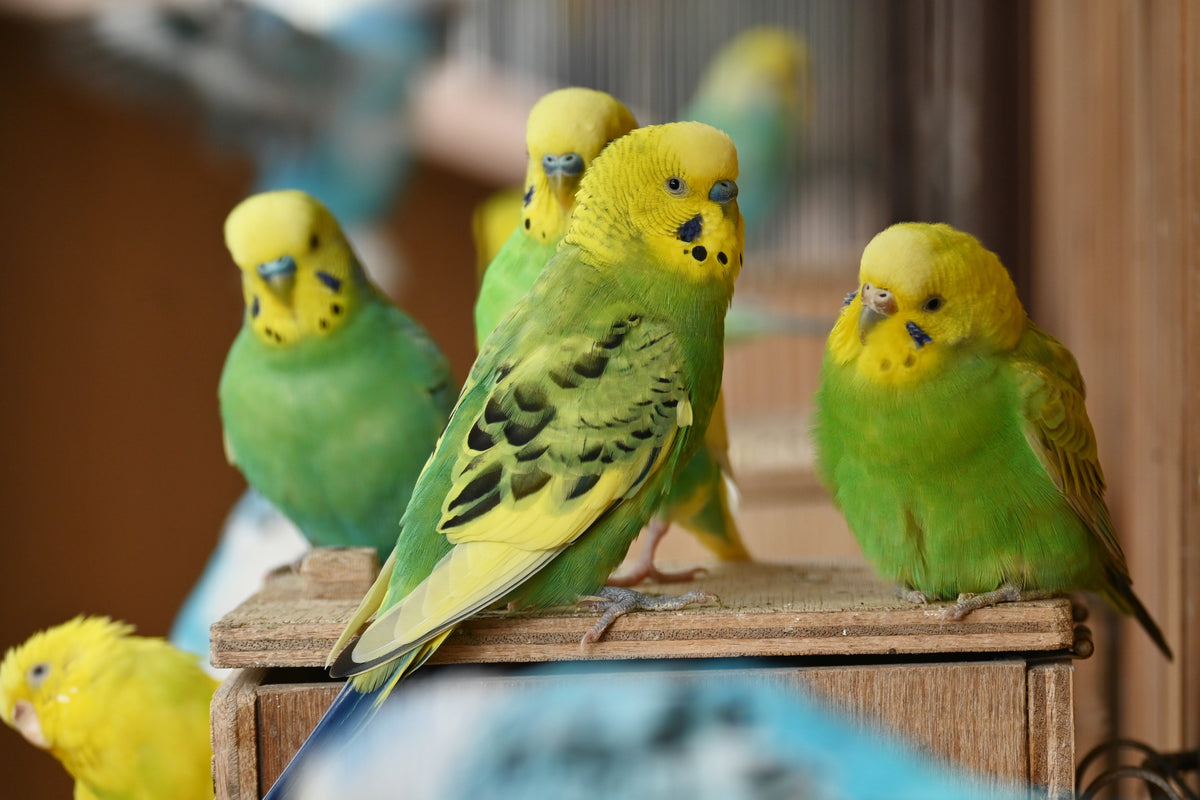 Three green and yellow budgerigars perched together