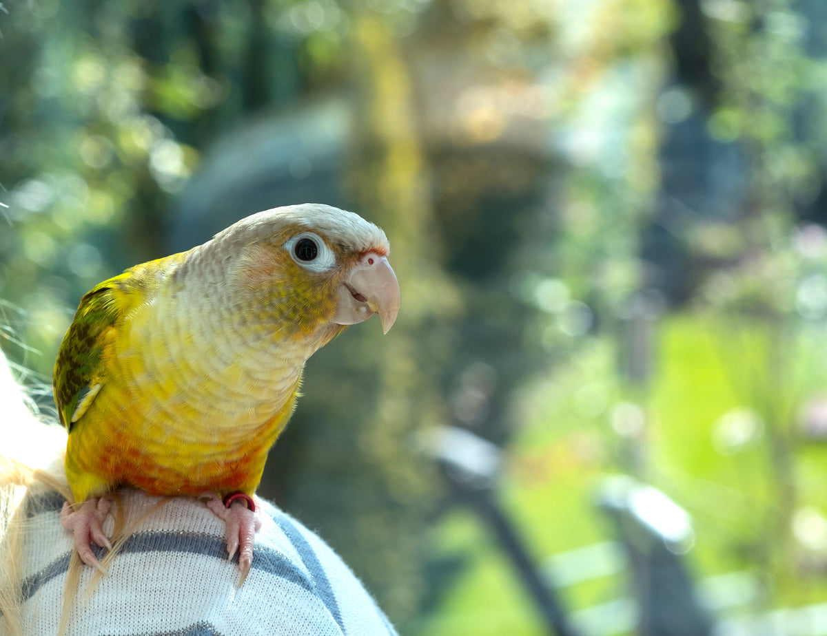 Small yellow and green parrot perched on a person’s shoulder