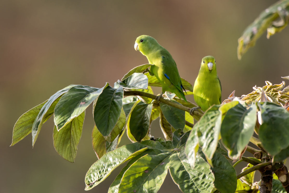 Two green parrotlets perched on a leafy branch