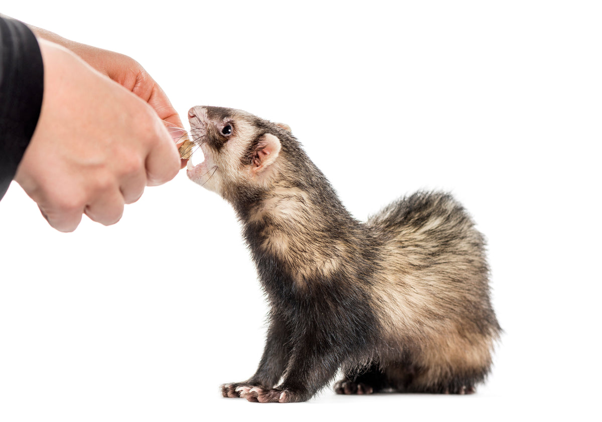 Ferret approaching an offered hand against a white background