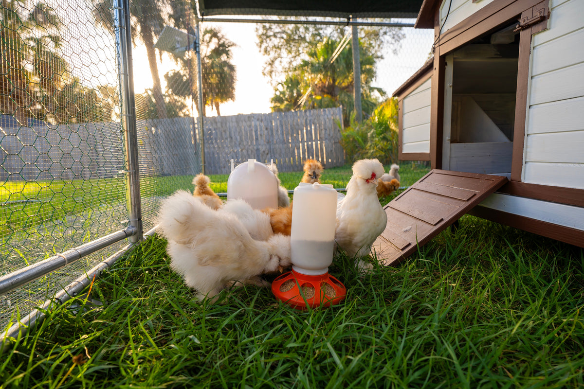 White chickens beside a coop, feeder and water dispenser in a grassy enclosure