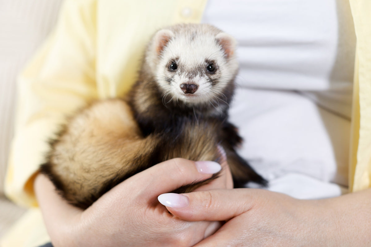 Person holding a sable ferret with its body supported