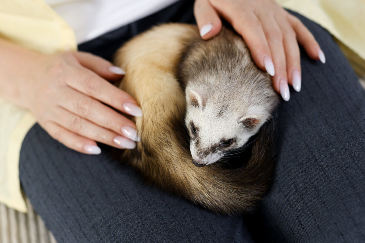 Person gently stroking a ferret resting on their lap