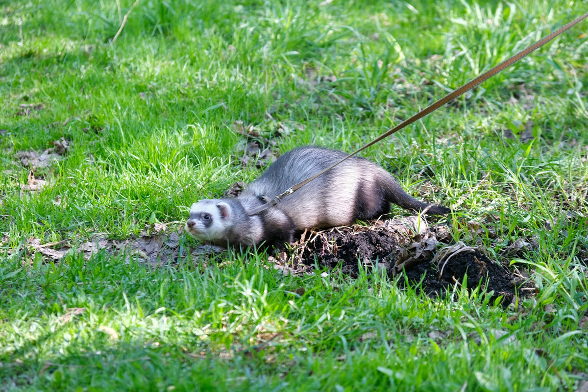 Ferret wearing walking gear and exploring grass on a lead