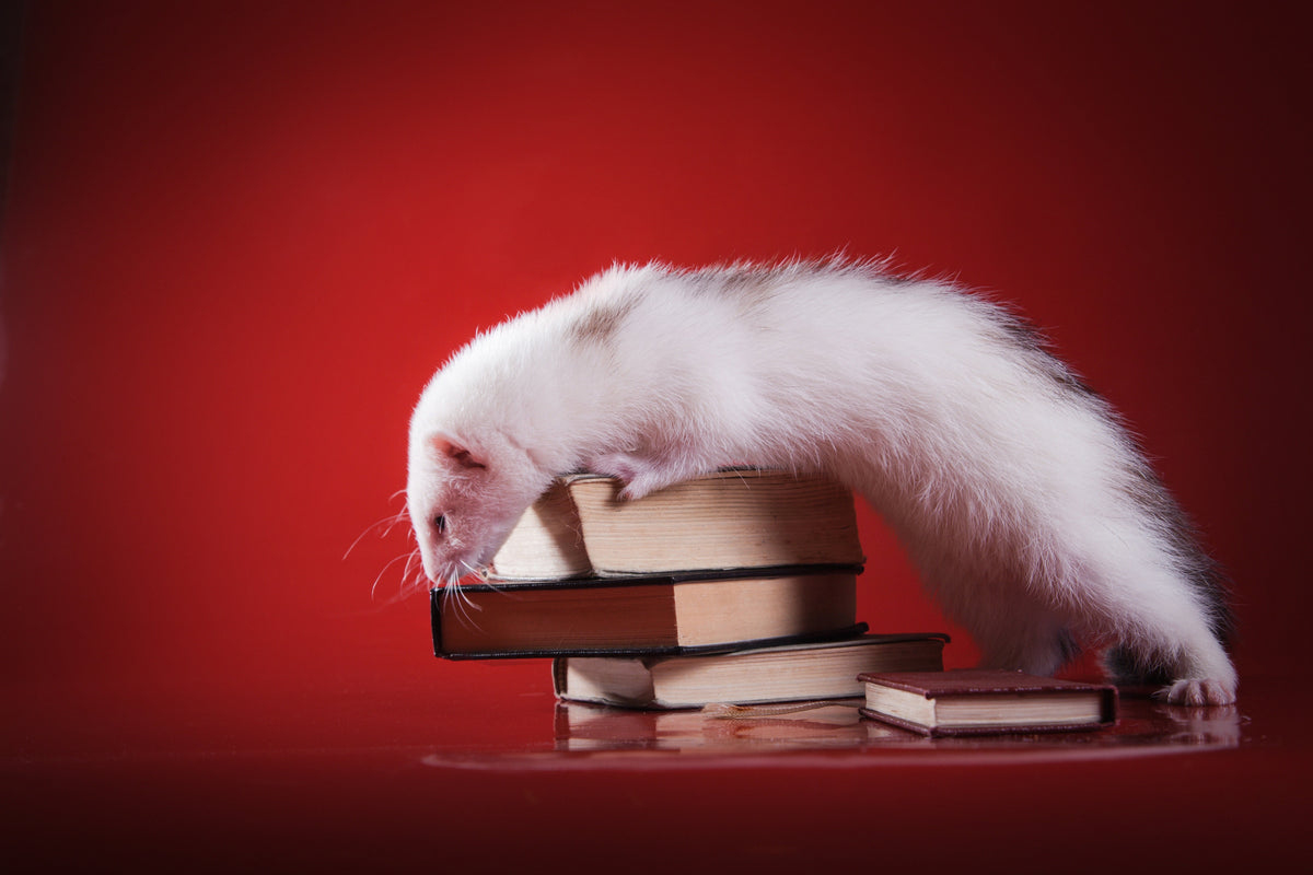 White ferret resting across a stack of books