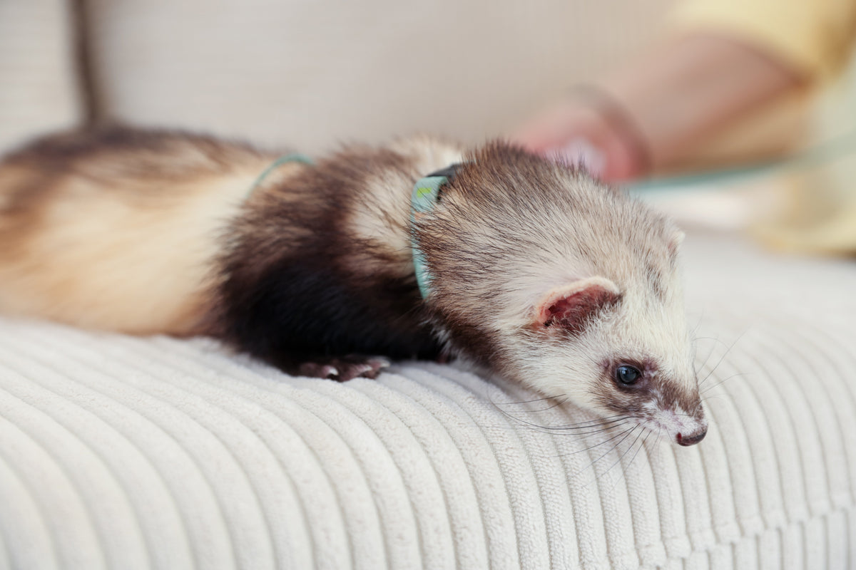 Ferret resting on a light-coloured fabric cushion