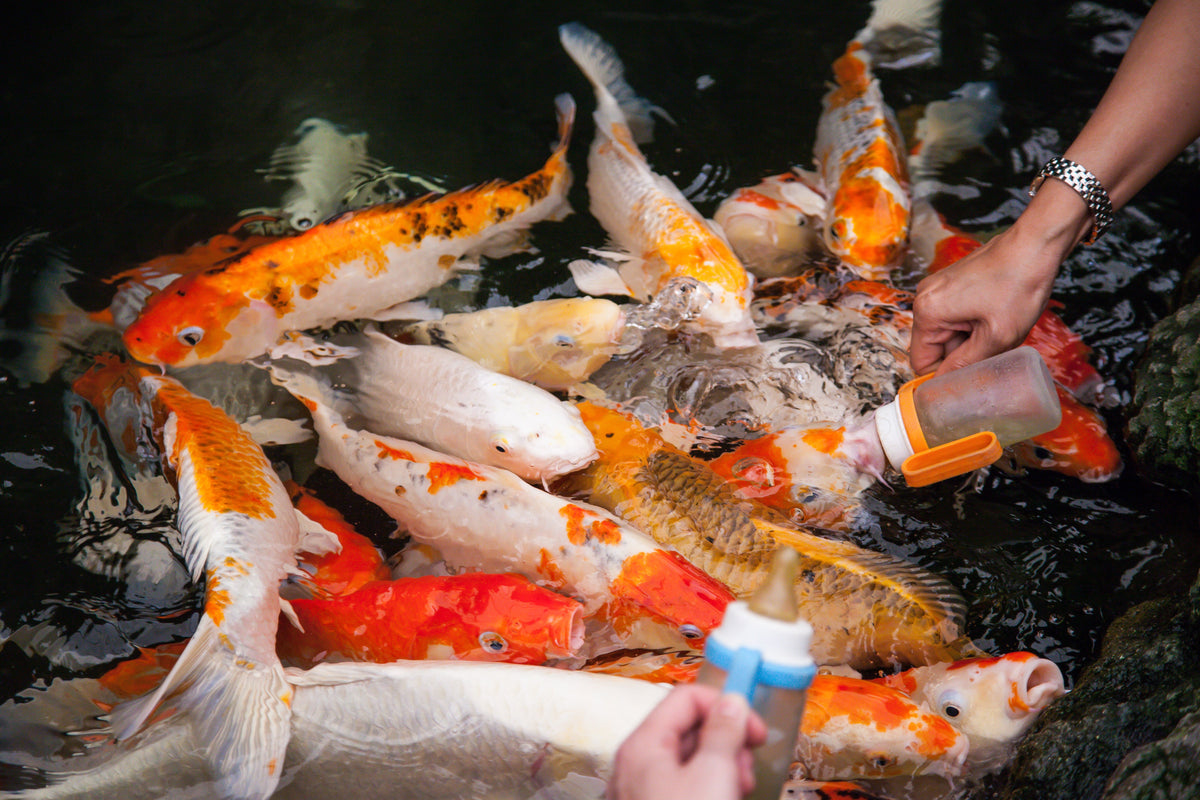 Orange, white and patterned koi gathered near a hand at the pond surface