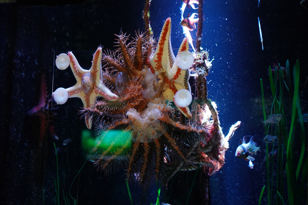 Sea stars and other marine invertebrates in an aquarium display