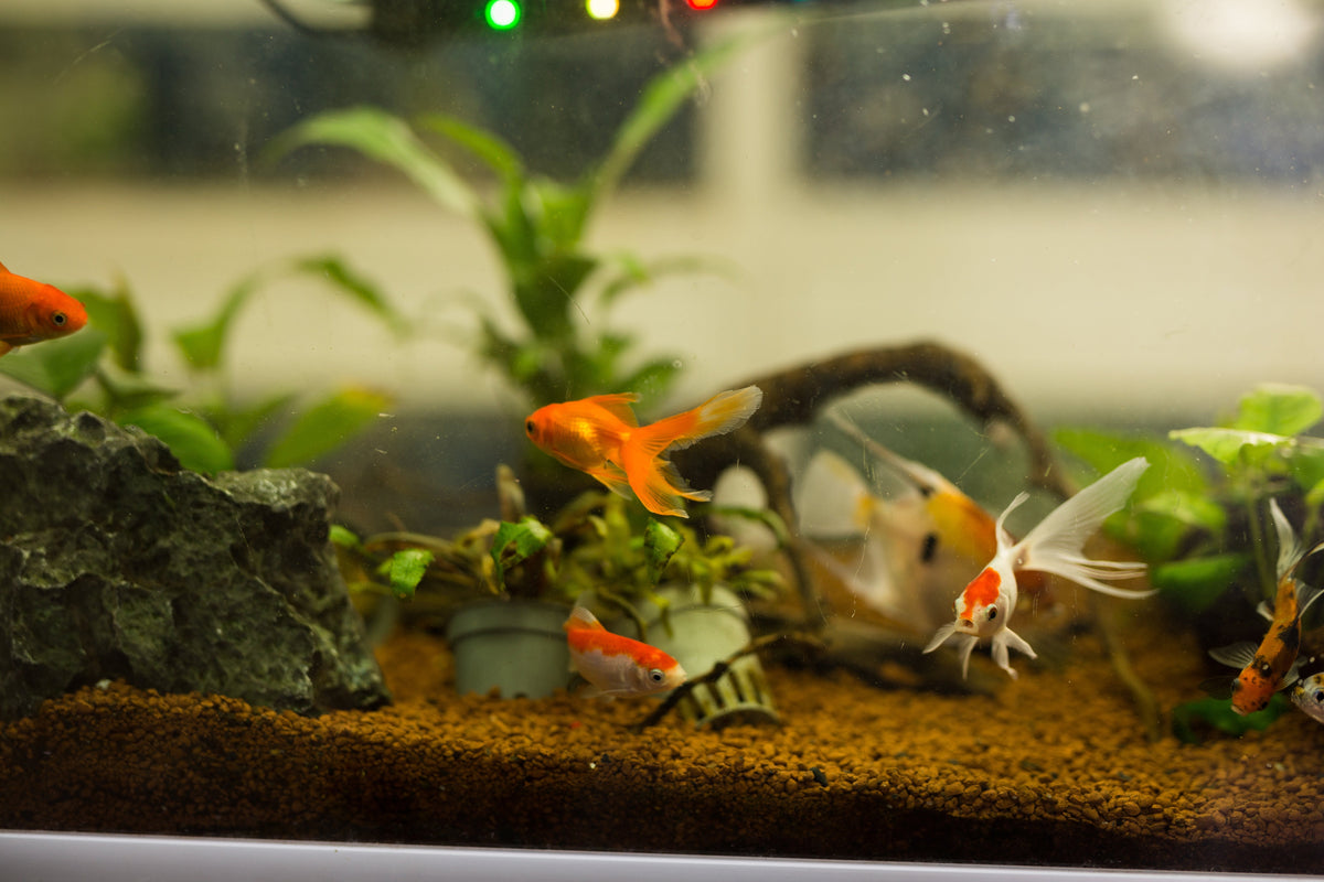 Goldfish swimming among plants and ornaments in an aquarium