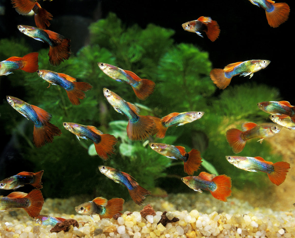 Colourful guppies swimming in a planted aquarium