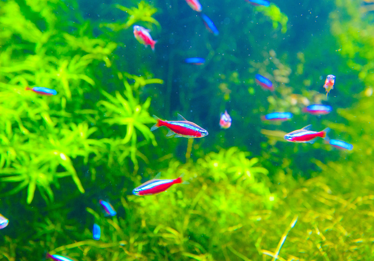 Small blue and red tetras swimming among green aquarium plants