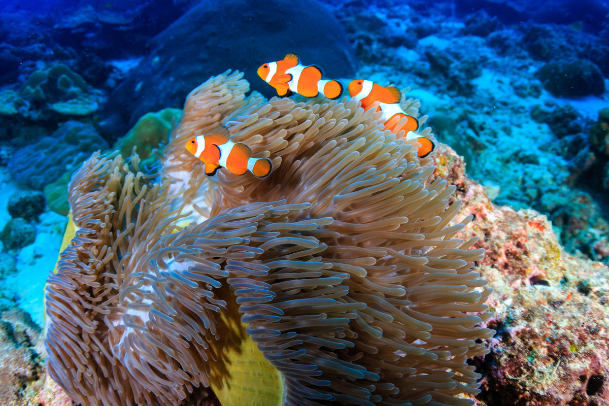 Orange and white clownfish among the tentacles of a sea anemone