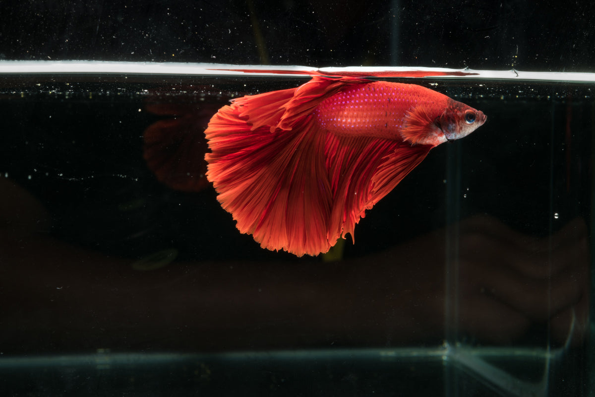 Red betta fish swimming just below the water surface