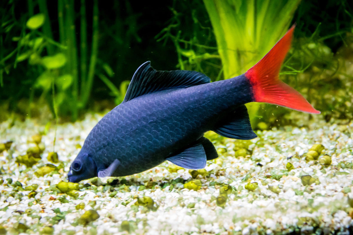Red-tailed black shark swimming above gravel in a planted freshwater aquarium