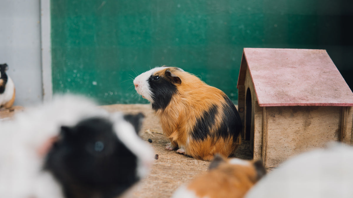 Guinea pigs on bedding beside a wooden hide
