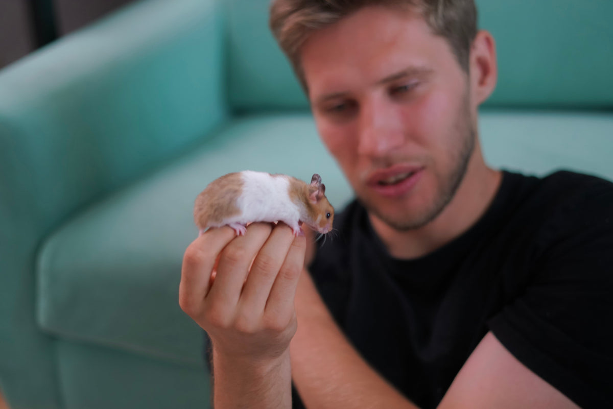Person holding a small pale hamster indoors