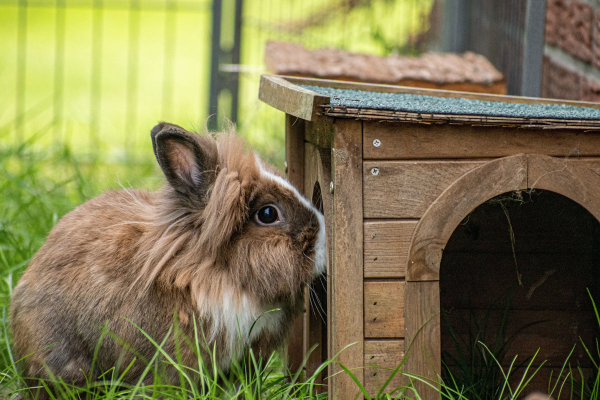 Lionhead rabbit sitting on grass beside a wooden shelter