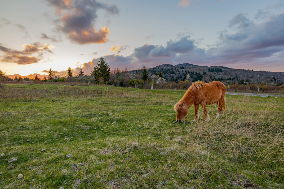 Chestnut pony grazing in a grassy field beneath a cloudy sunset sky.