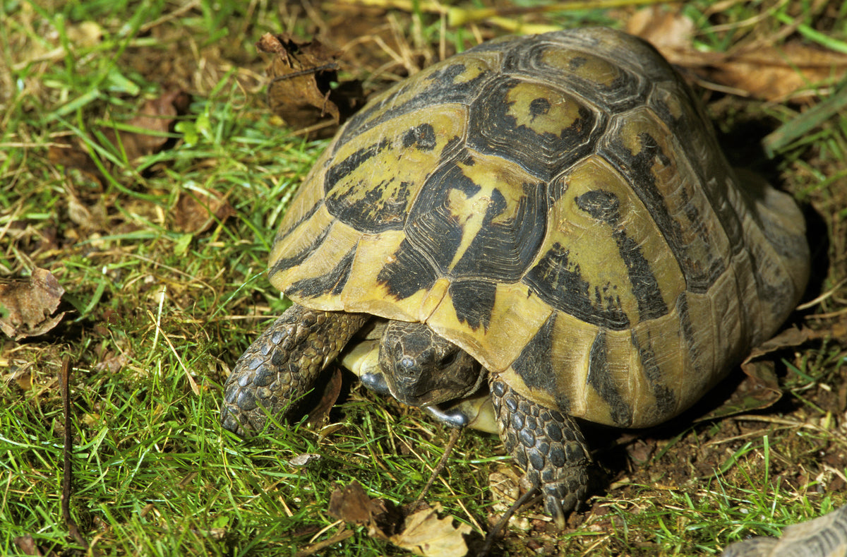 Tortoise resting on grass and fallen leaves with its head partly beneath its shell.