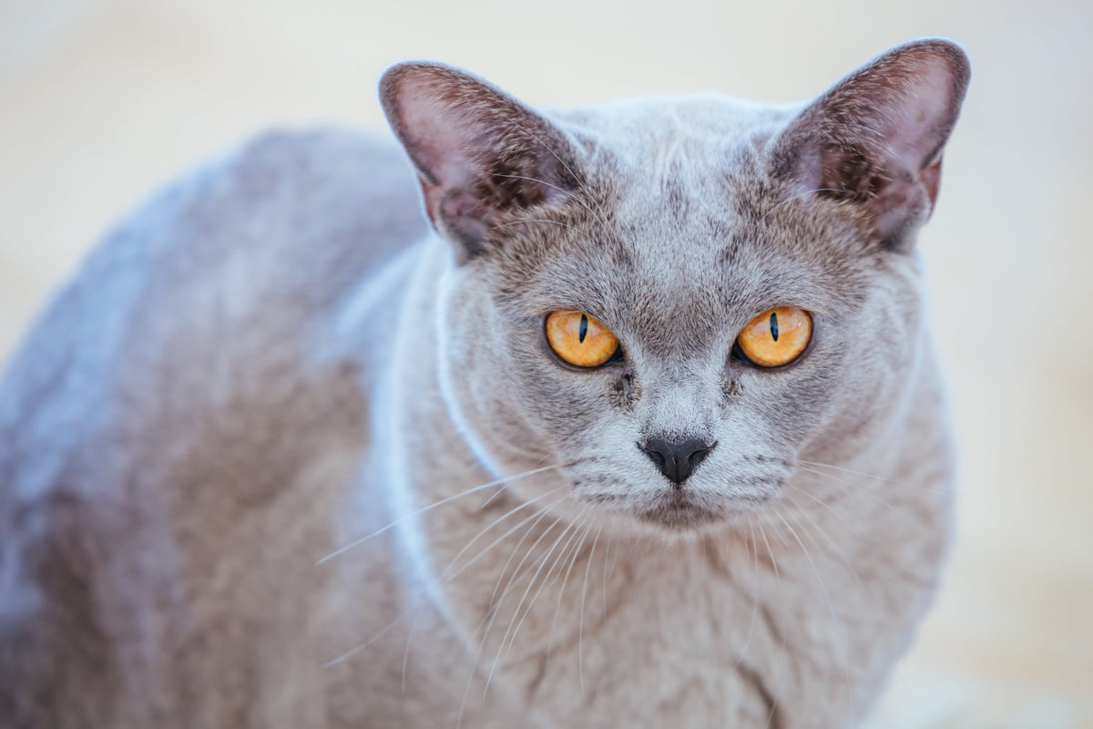 Grey short-haired cat with amber eyes looking toward the camera.