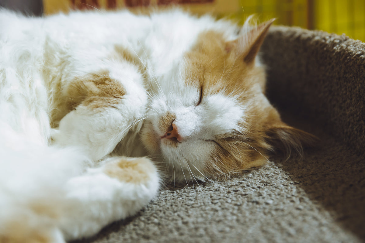 Ginger-and-white cat curled on a textured cushion with its eyes closed and paws beside its face.