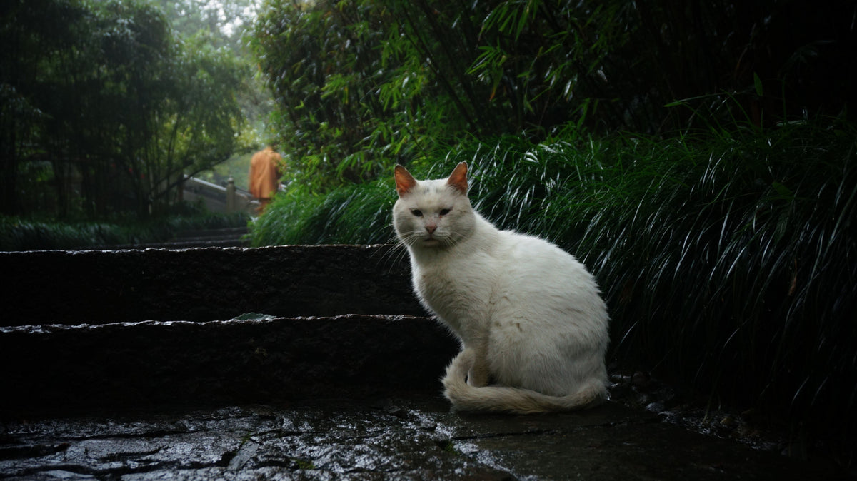 White short-haired cat sitting on outdoor stone steps beside green plants.