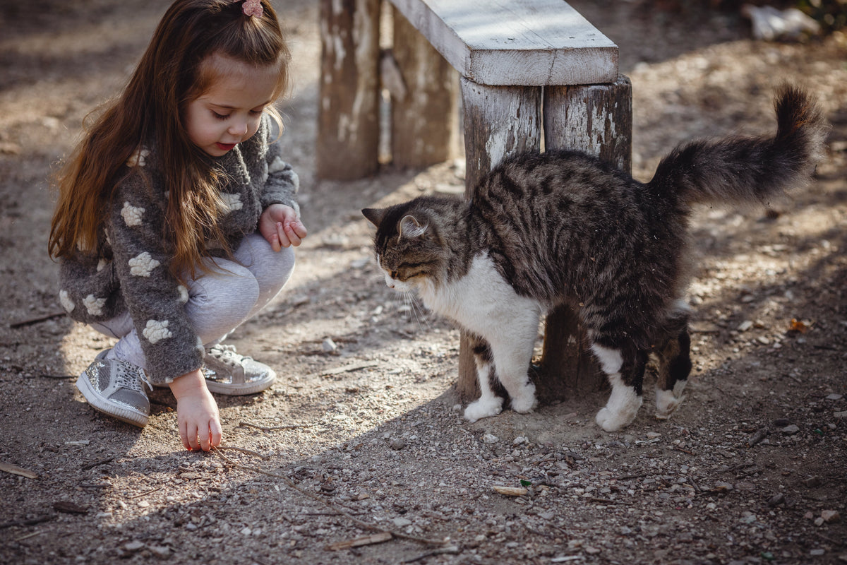 Child crouching beside a tabby-and-white long-haired cat near a wooden bench outdoors.
