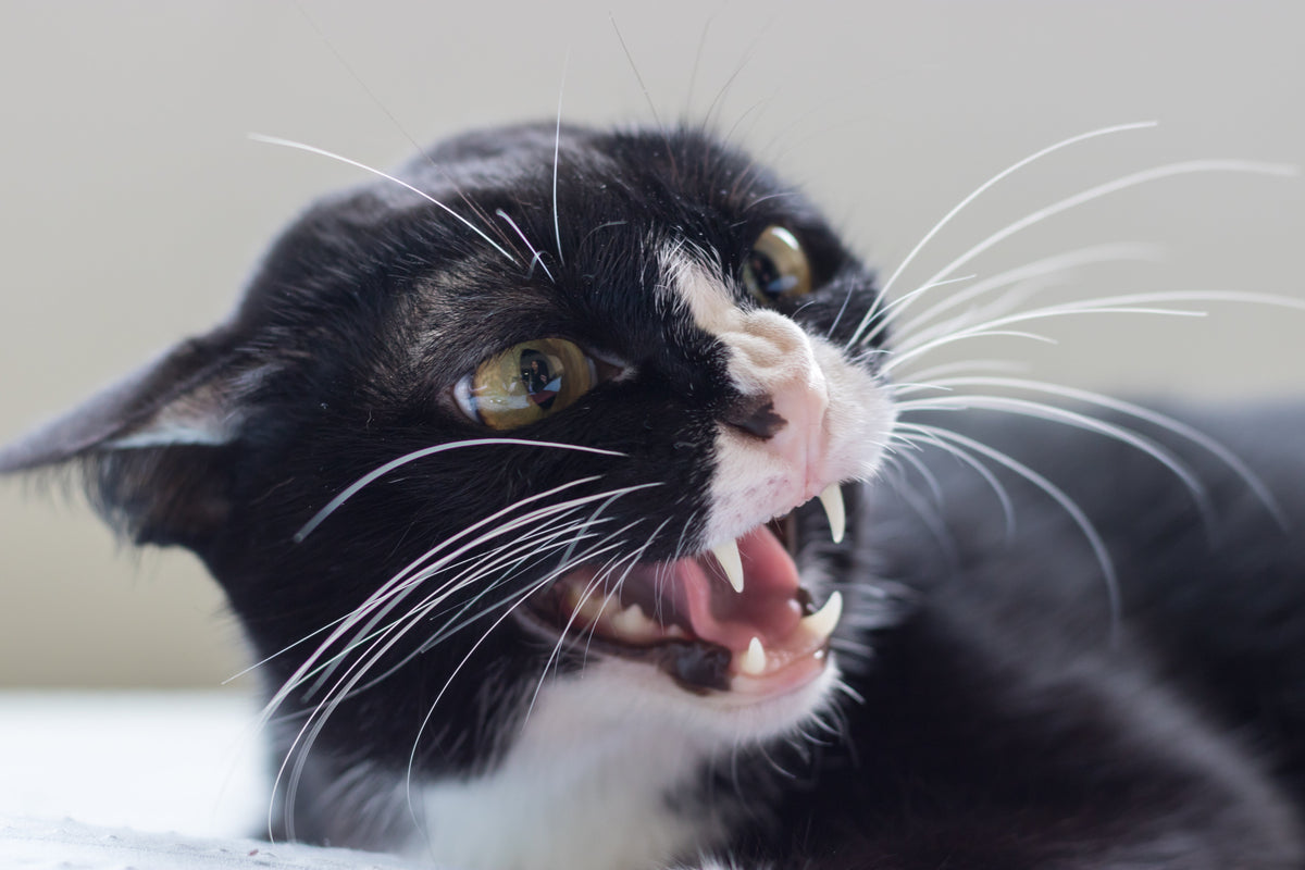 Close-up of a black-and-white cat with its mouth open, teeth visible and ears angled outward.
