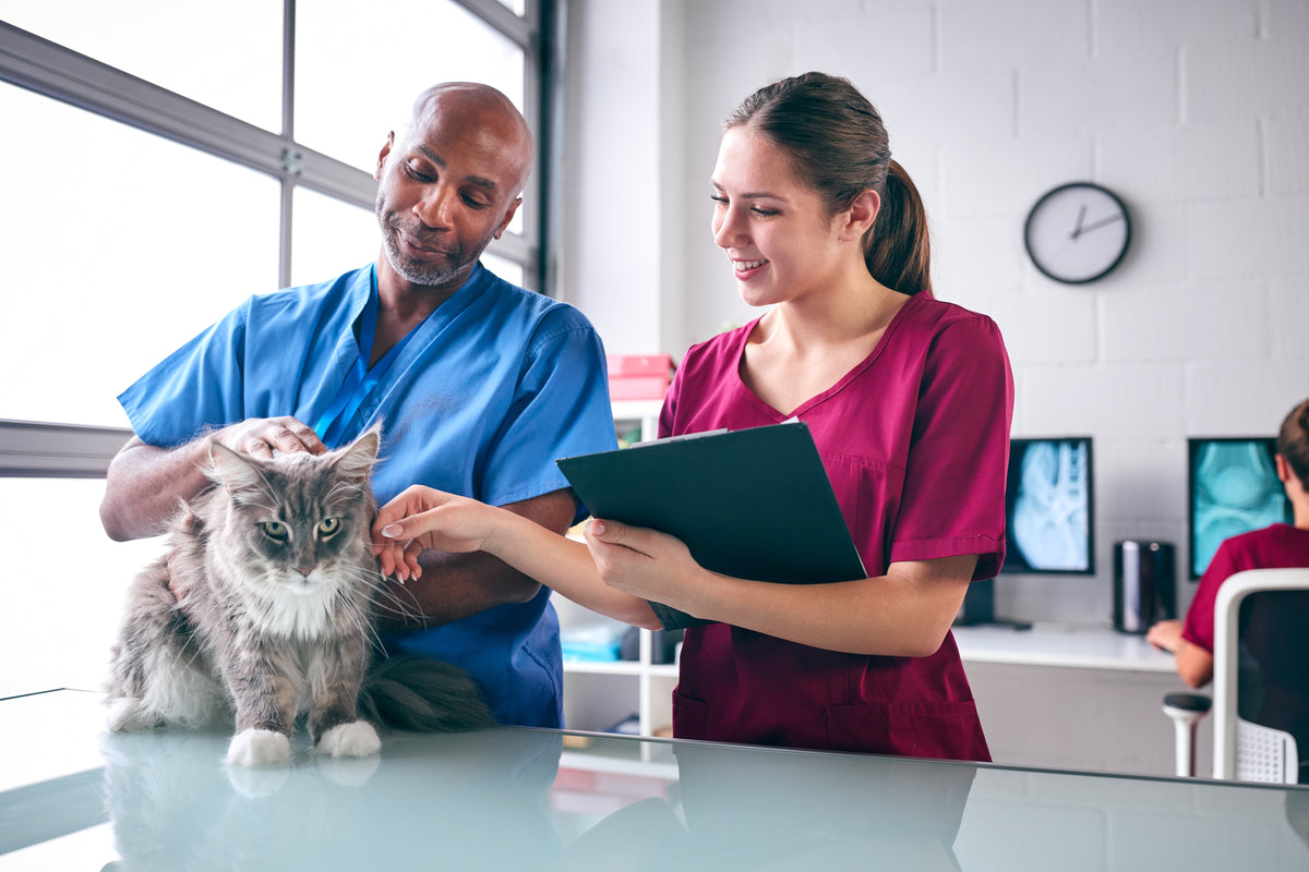 Two veterinary staff examine a grey-and-white long-haired cat on a clinic table.