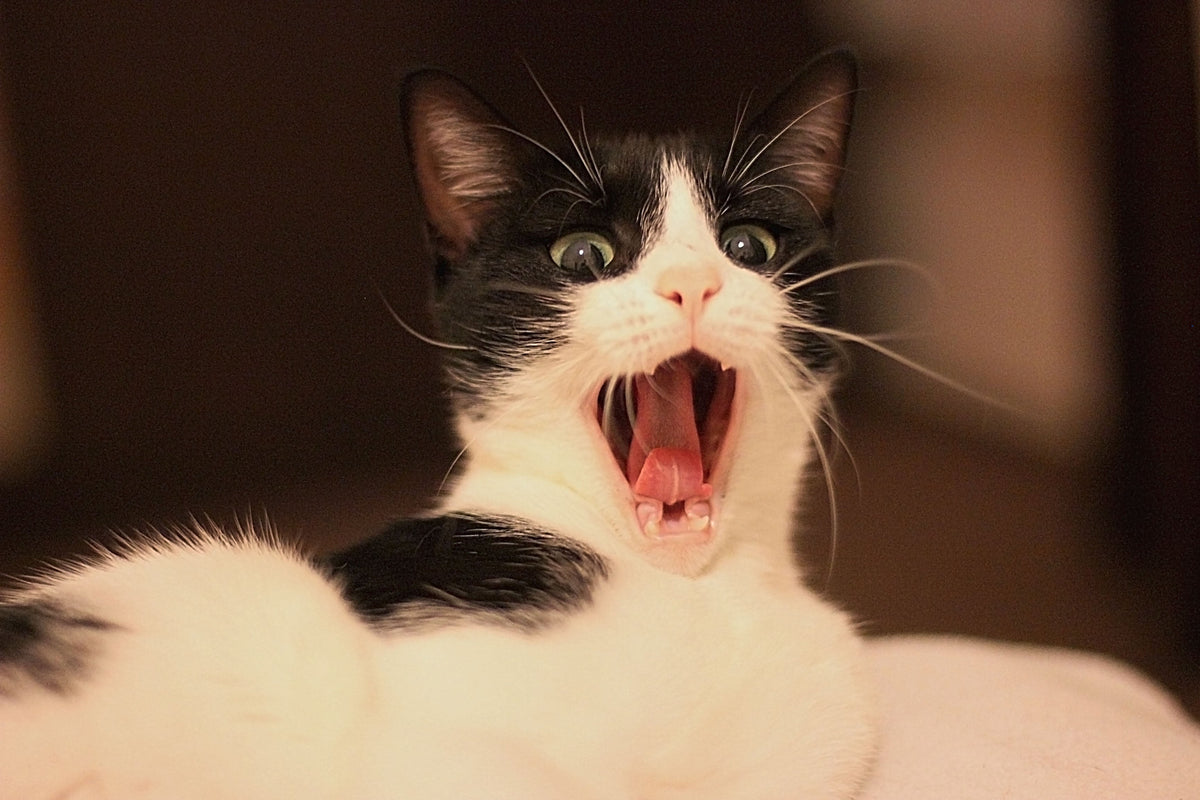 Black-and-white cat with its mouth wide open, showing its tongue and teeth.