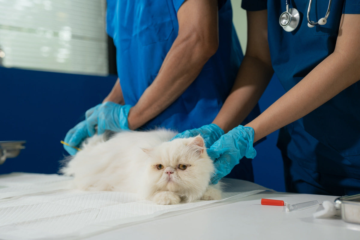 Veterinary professionals examining a long-haired white cat on a clinic table.