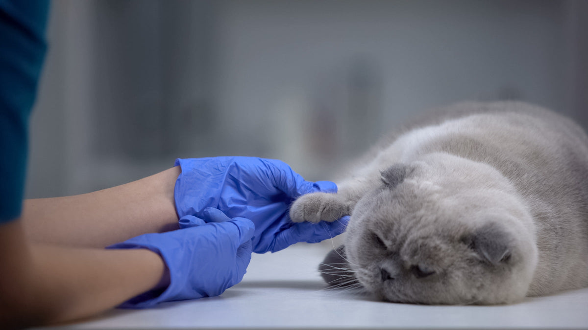 Veterinary professional examining a grey cat's paw on a clinic table.