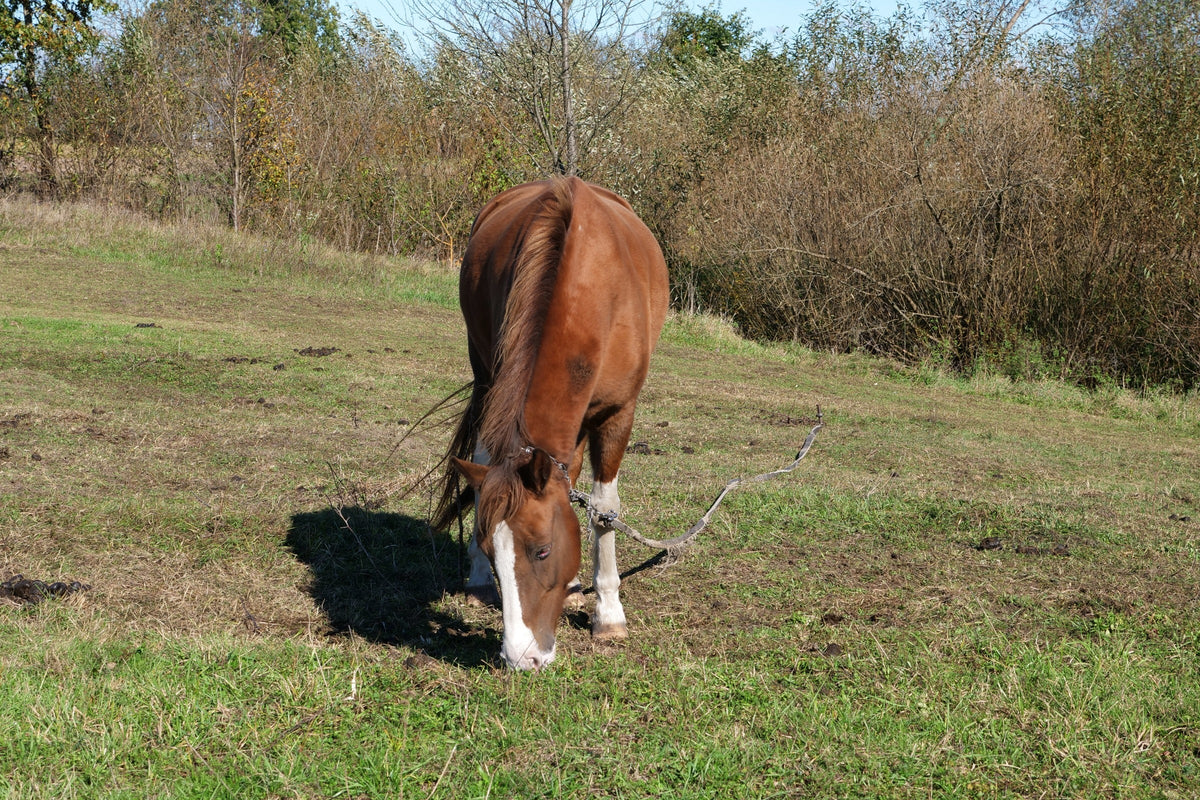 Brown horse grazing in a grassy field.