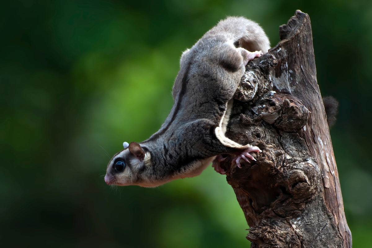 Sugar glider climbing down a tree stump.