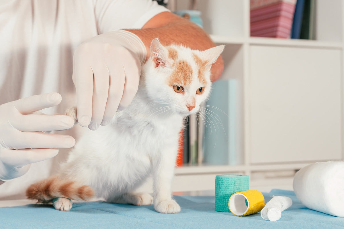 Veterinary professional examining a ginger and white cat on a clinic table.