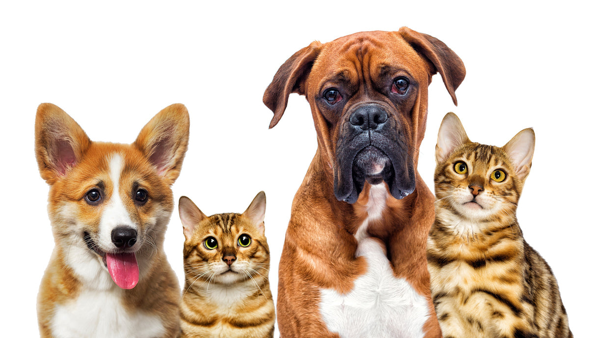 Two dogs and two cats sitting against a white background.