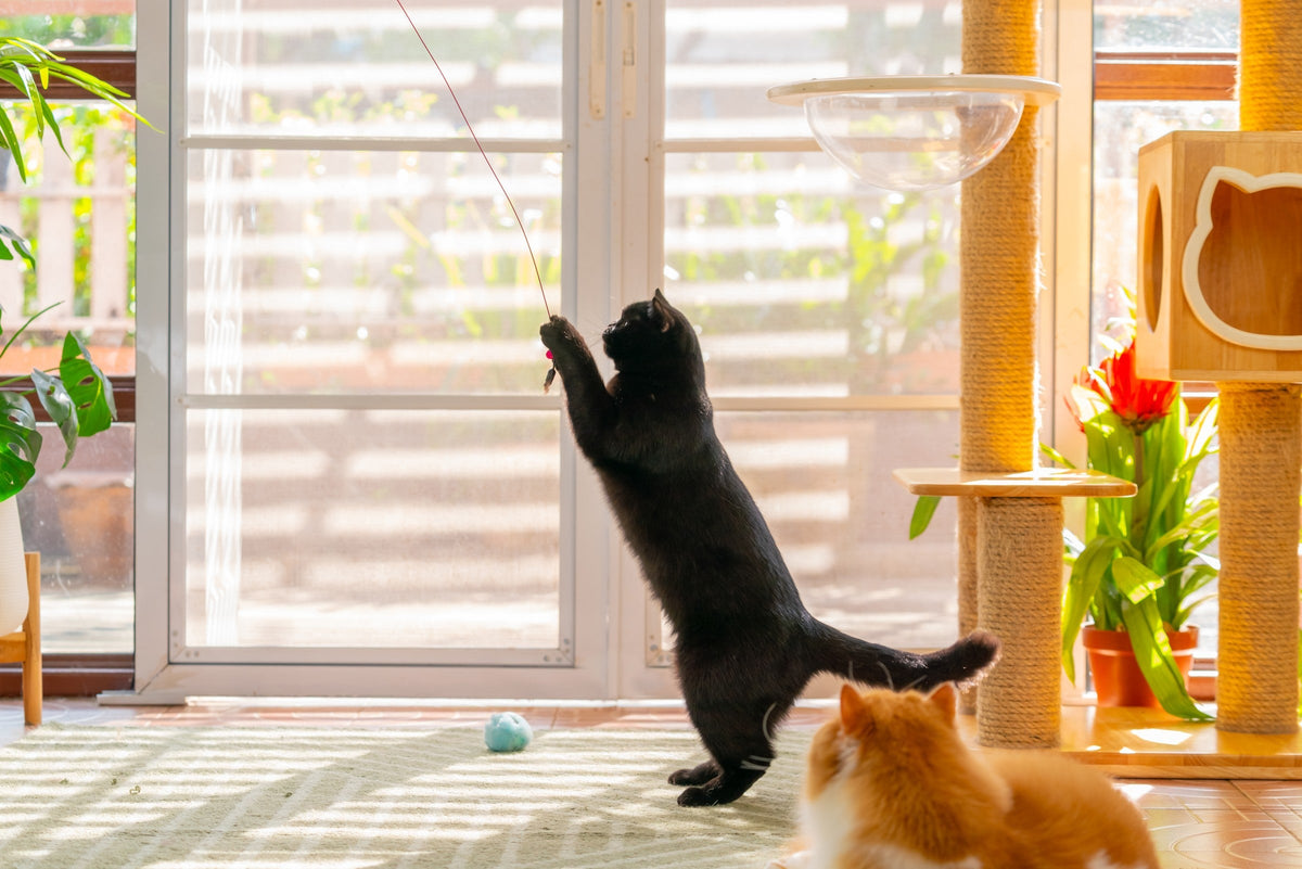 Black cat standing on its hind legs to reach a wand toy near a window.