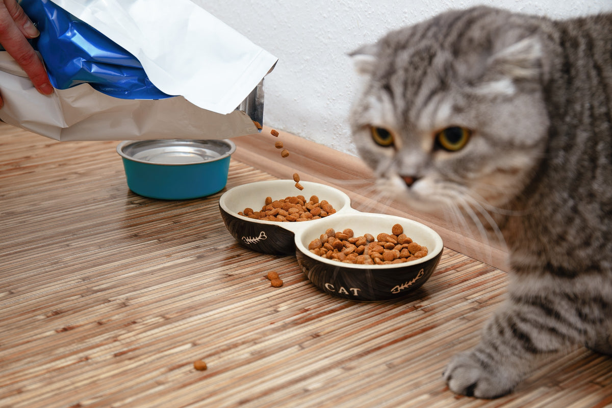 Grey tabby cat beside food bowls as dry food is poured from a bag.