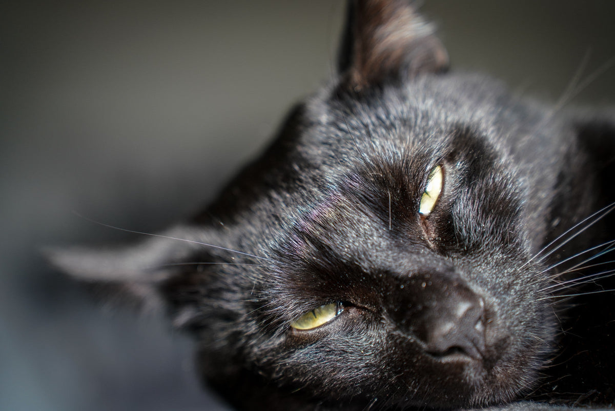 Close-up of a black cat resting with its eyes partly closed.